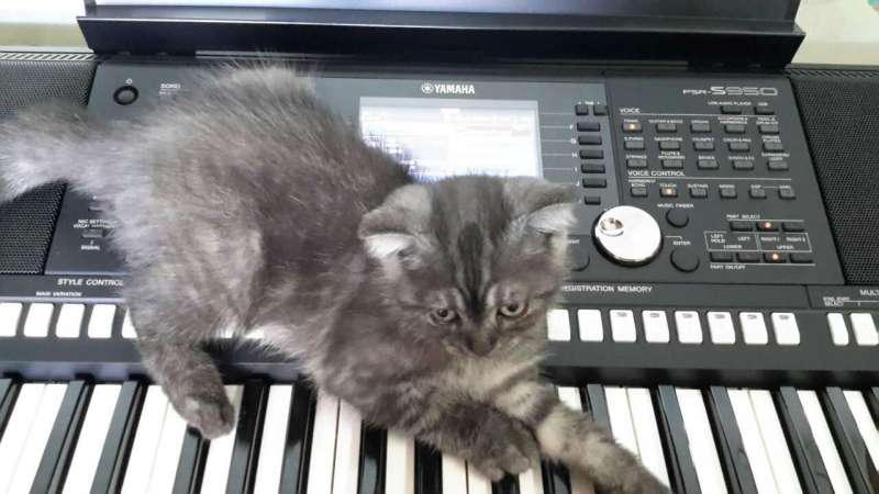 �Ҽ�è�䰮����