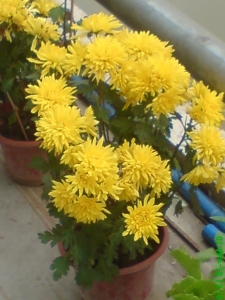 DSC00052.JPG
